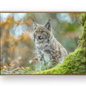 Tirage lynx